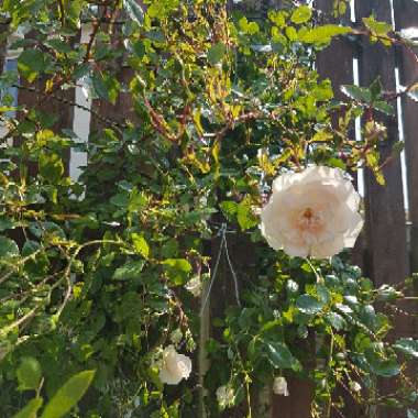 Rose 'Penny Lane' (Climbing)