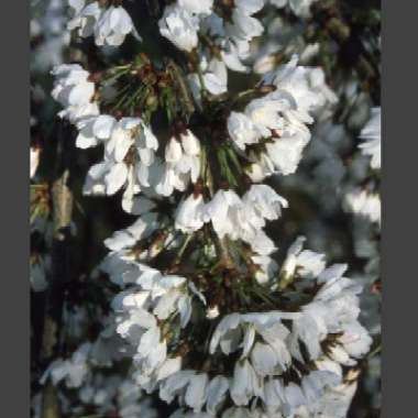 Weeping Cherry Tree 'Snow Showers'