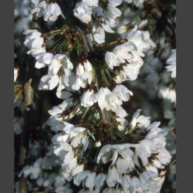 Plant image Prunus 'Snow Showers' syn. Prunus 'Hilling's Weeping'