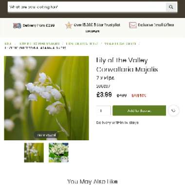 Lily of the Valley