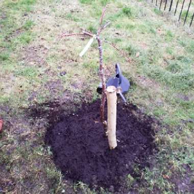 Weeping Cherry Tree 'Snow Showers'