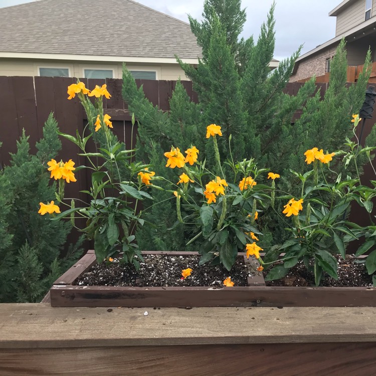 Plant image Crossandra infundibuliformis