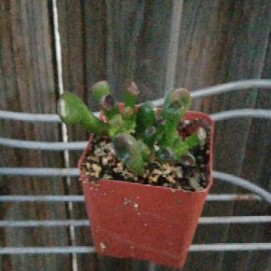 Crassula Ovata 'Ogre Ears'