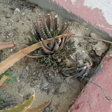 Haworthia 'Zebra'