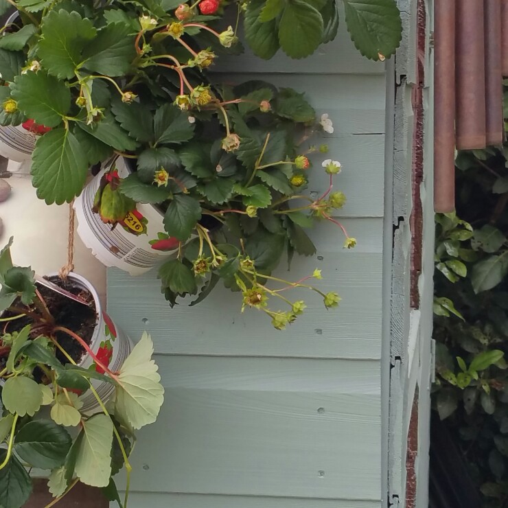 Plant image Fragaria x ananassa 'Tarpan' (Fragoo Series) syn. Fragaria x ananassa 'Fragoo Deep Rose'