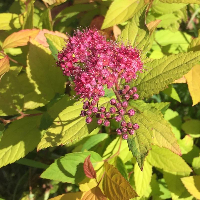 Spiraea 'Goldflame'