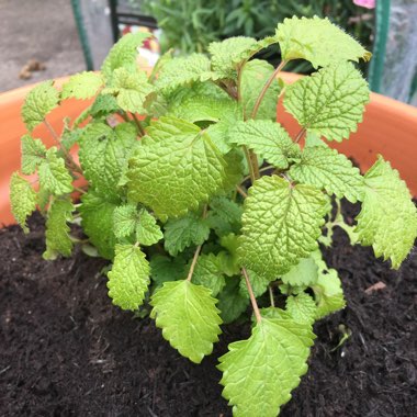 Lemon Balm