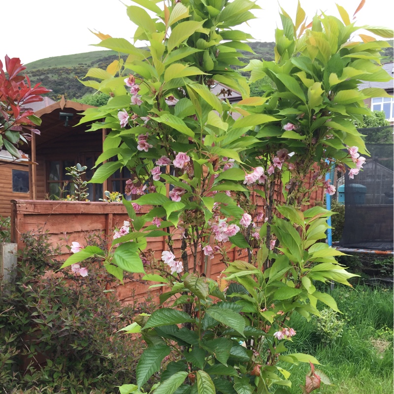 Japanese Flowering Cherry Tree