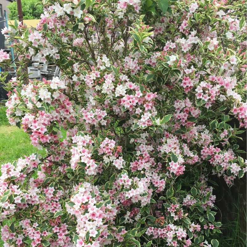 Weigela 'Florida Variegata'