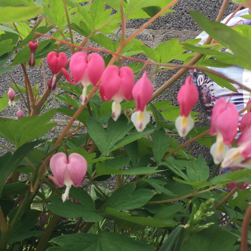 Bleeding Heart