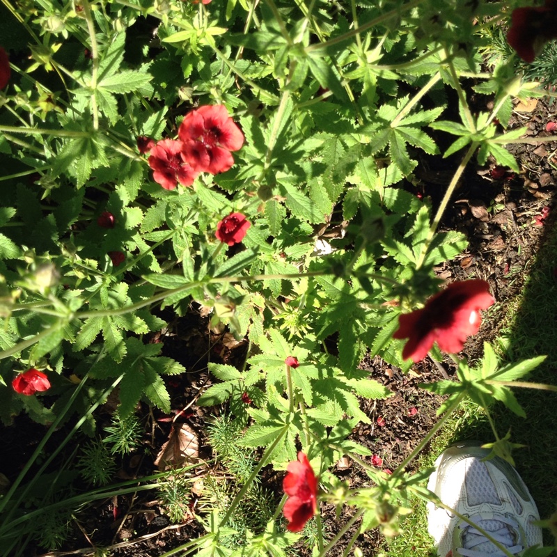 Plant image Potentilla fruticosa 'Princess'