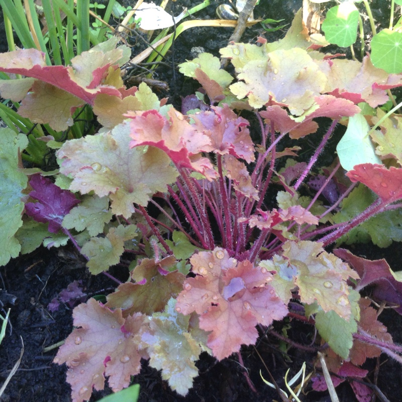 Plant image Heuchera 'Marmalade'