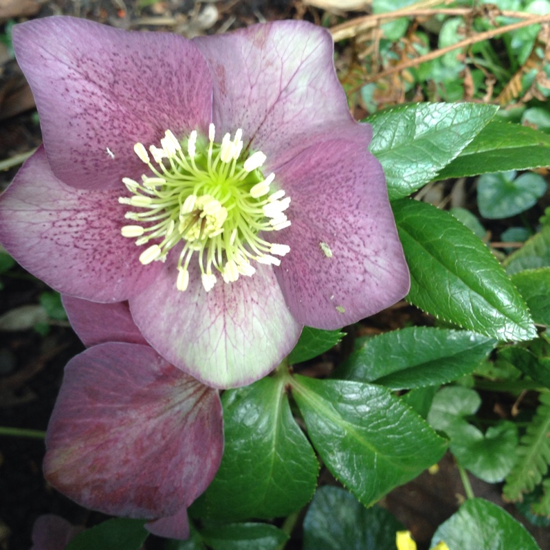 Plant image Helleborus 'Abcrd02' (Frostkiss Series) syn. Helleborus (Rodney Davey Marbled Group) 'Anna's Red'