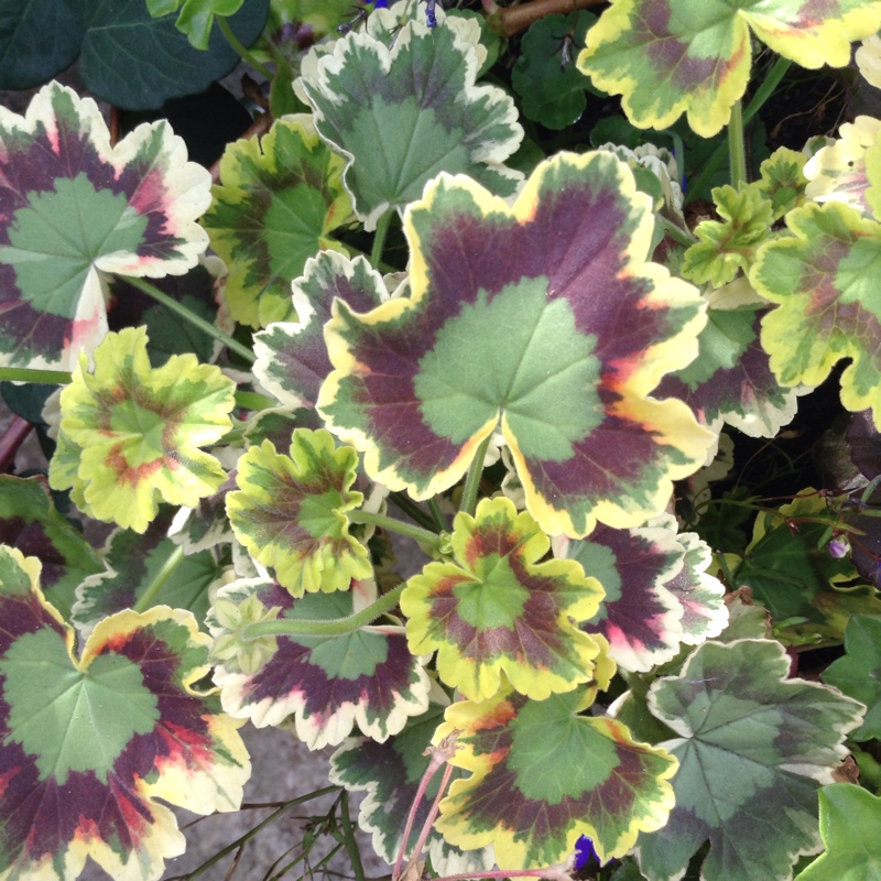 Plant image Pelargonium capitatum