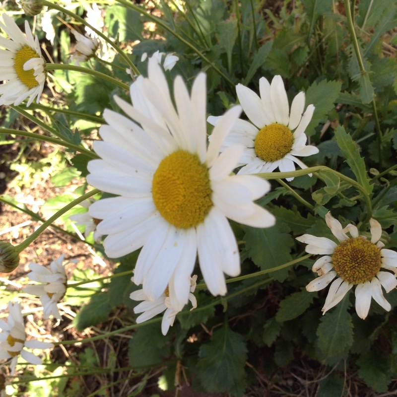 Plant image Leucanthemum x superbum 'Phyllis Smith'