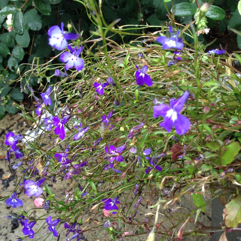 Plant image Lobelia Erinus 'Cambridge Blue'