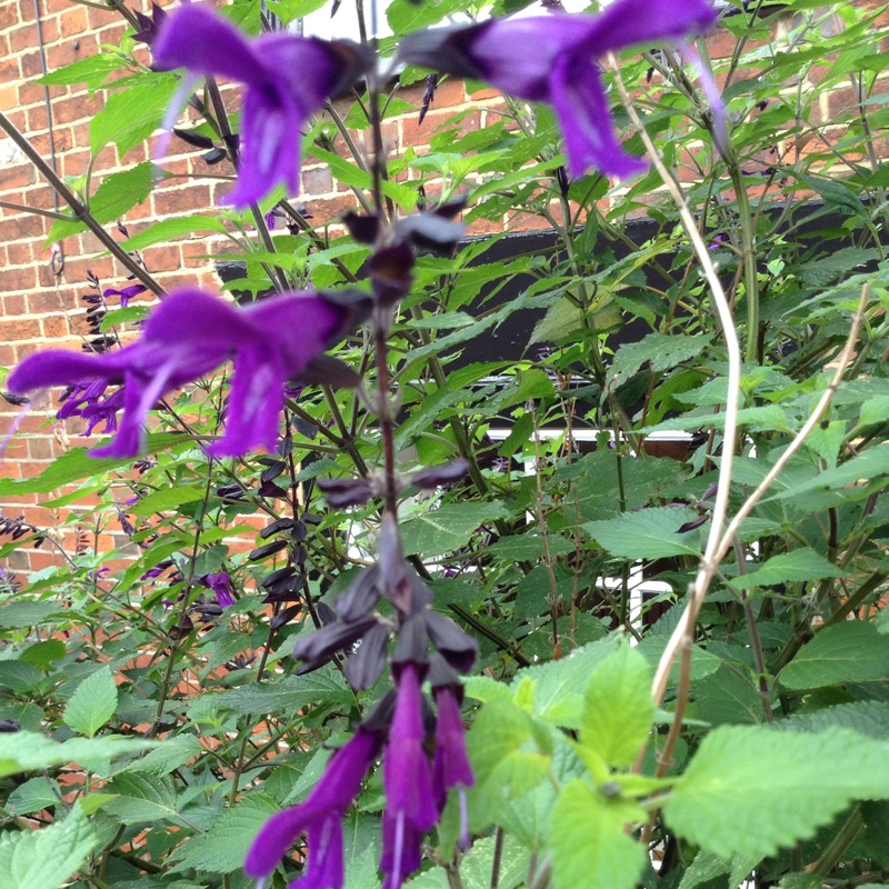 Plant image Salvia x sylvestris 'Blauhugel' syn. Salvia nemorosa 'Blue Mound', Salvia nemorosa 'Blauhugel', Salvia 'Blue Hills'