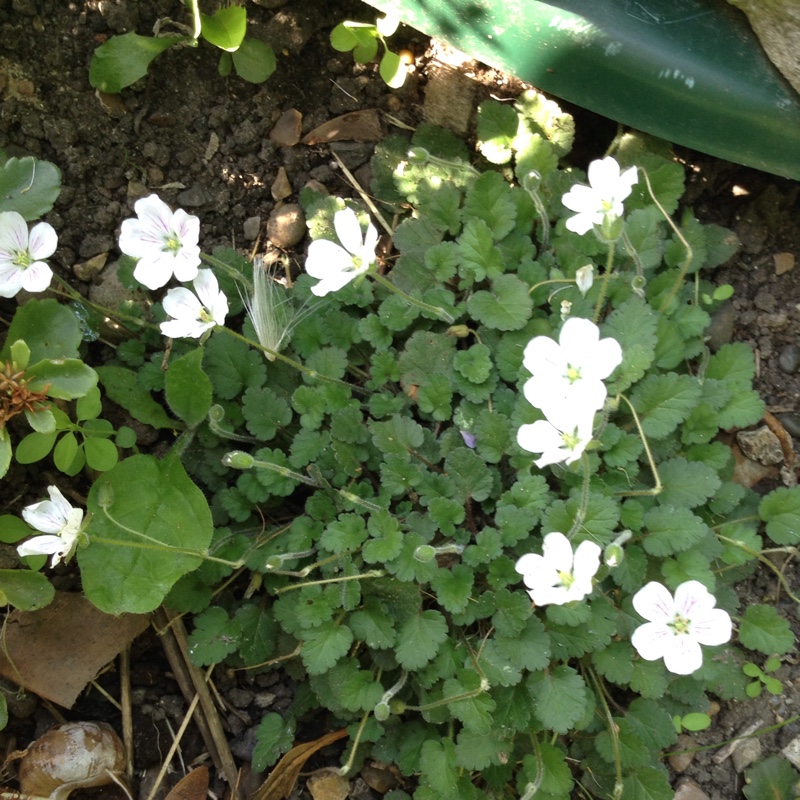 Plant image Erodium reichardii 'Album'