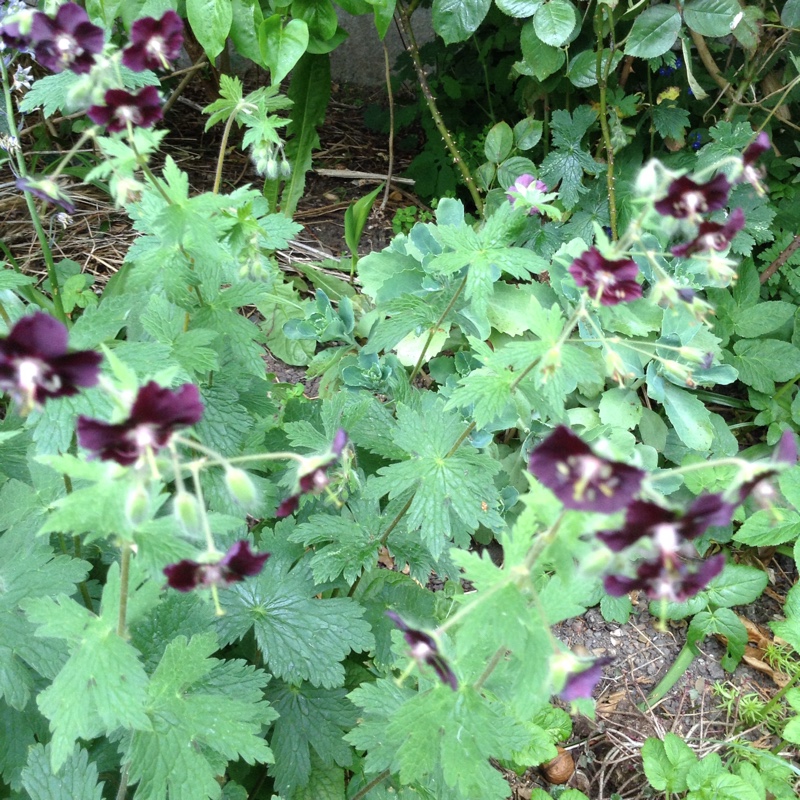 Plant image Geranium phaeum