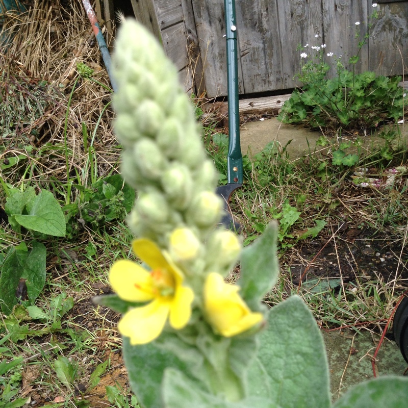 Plant image Verbascum thapsus