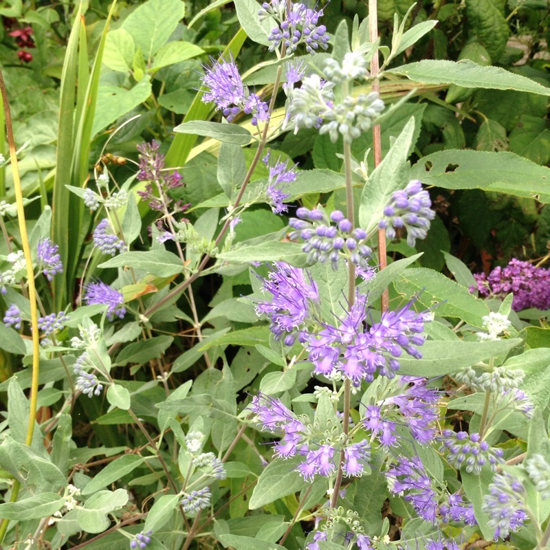 Caryopteris