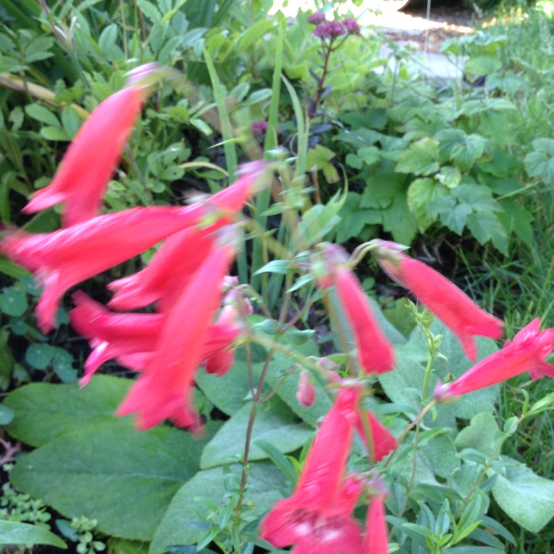 Plant image Penstemon phoenix 'Appleblossom'