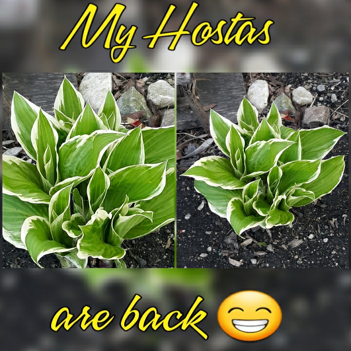 Plant image Hosta 'Aureomarginata' (ventricosa) syn. Hosta ventricosa 'Aureomarginata', Hosta 'Variegata' (ventricosa), Hosta 'Ventricosa Variegata'