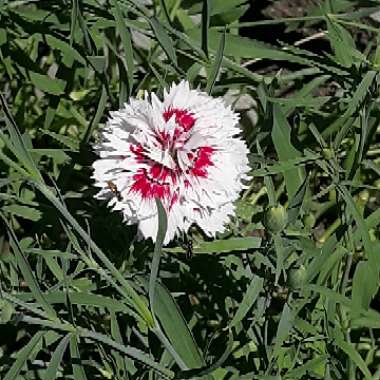 Centaurea Cyanus