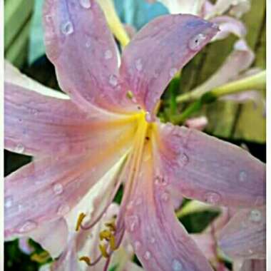 Lycoris squamigera