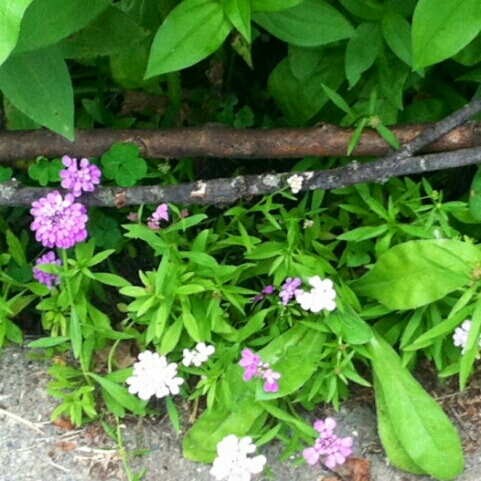 Plant image Iberis umbellata 'Dwarf Fairyland Mixed' (Mix)