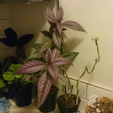 Persian Shield