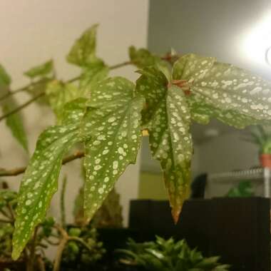 Angel Wing Begonia