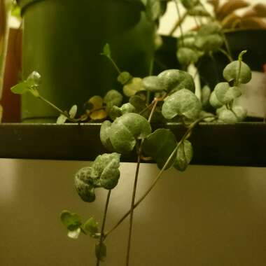 String Of Hearts