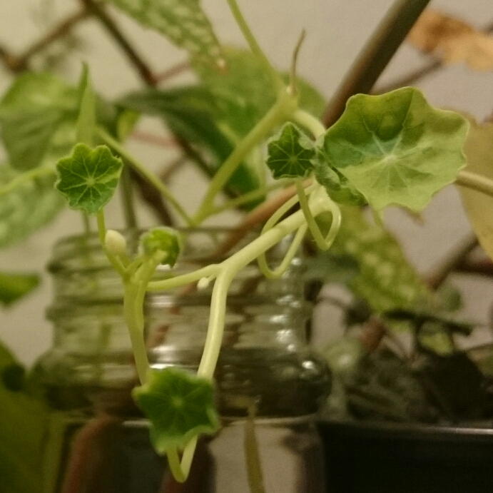 Plant image Tropaeolum majus 'Alaska Mix'