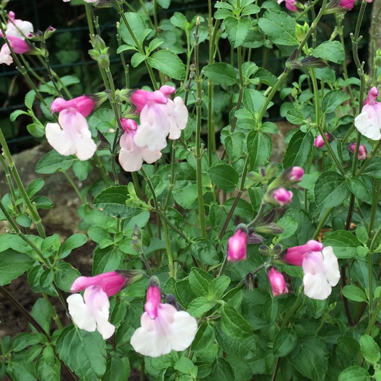 Plant image Salvia 'Suncrest Dancing Dolls'