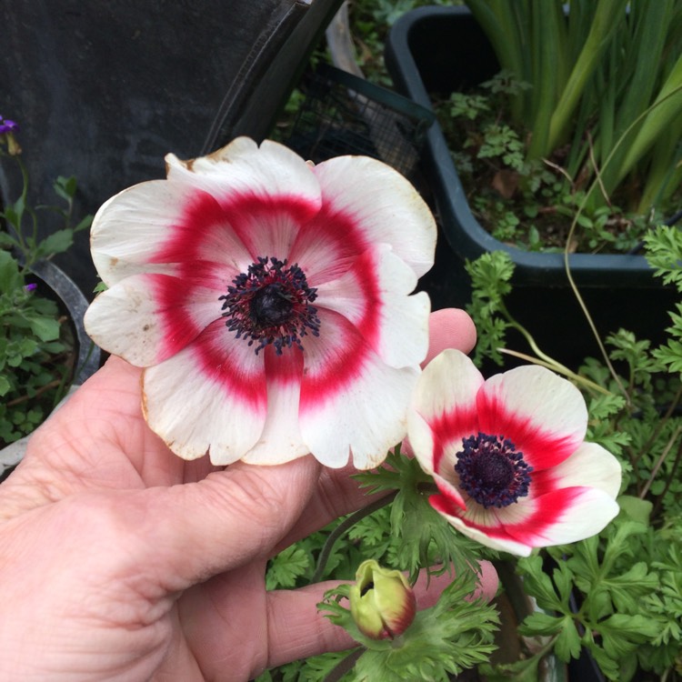 Plant image Anemone coronaria 'Hollandia'