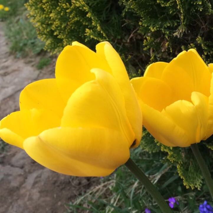 Plant image Tulipa 'Akebono'