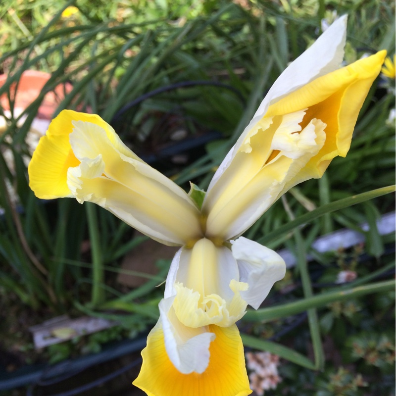 Plant image Iris x hollandica 'Apollo'