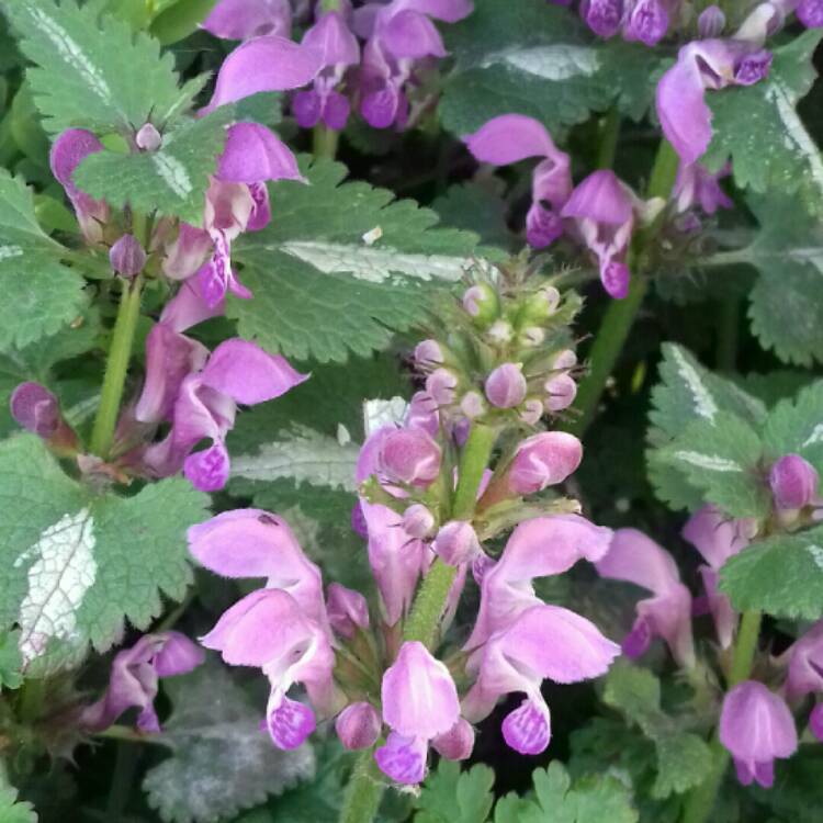 Plant image Lamium