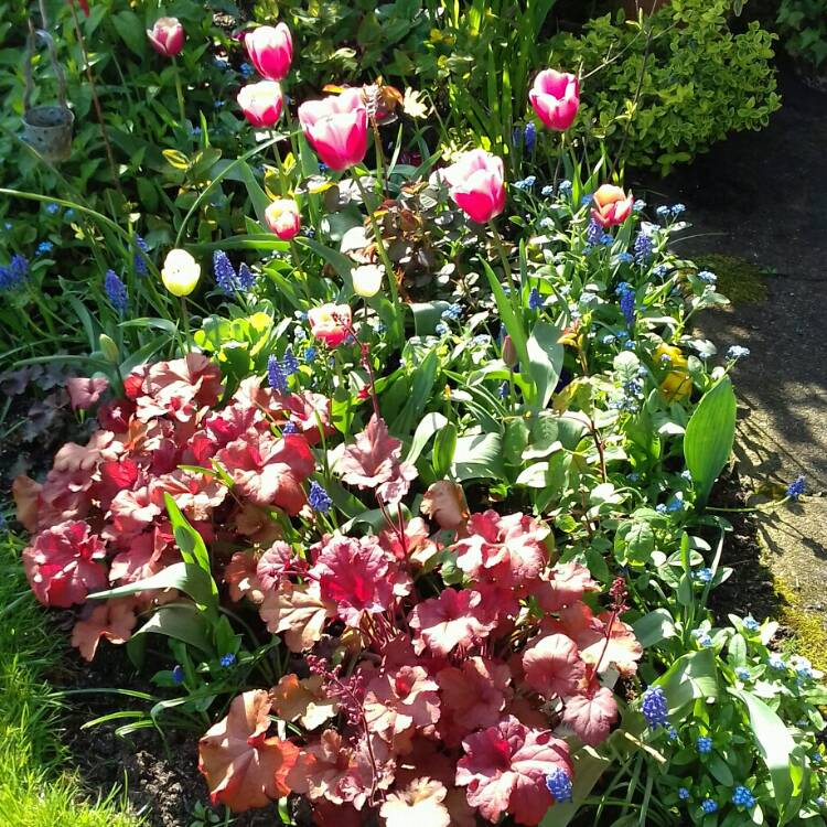 Plant image Heuchera 'Cranberry' (Indian Summer Series)