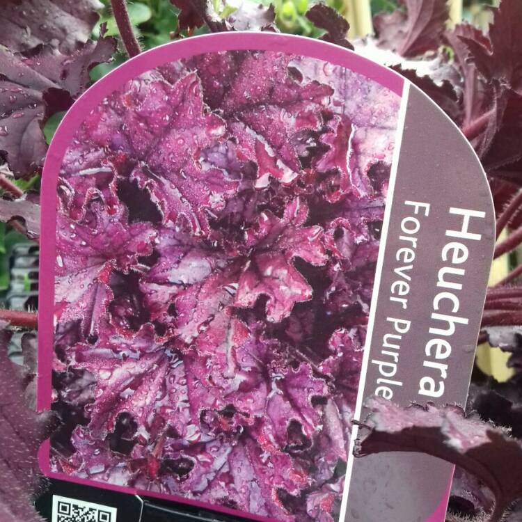 Plant image Heuchera 'Forever Purple'