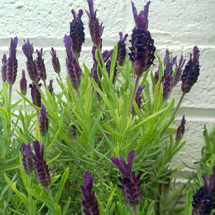 Plant image Lavandula stoechas 'Anouk' (Anouk Series)