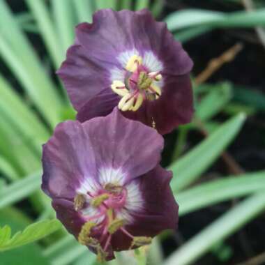 Geranium phaeum