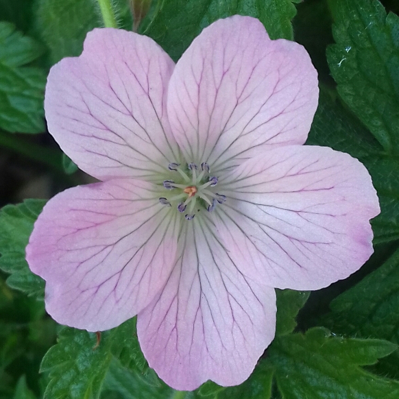 Plant image Geranium himalayense  syn. Geranium grandiflorum