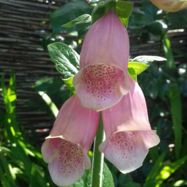 Digitalis purpurea 'Suttons Apricot'