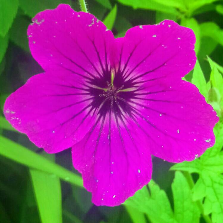 Plant image Geranium 'Red Admiral'