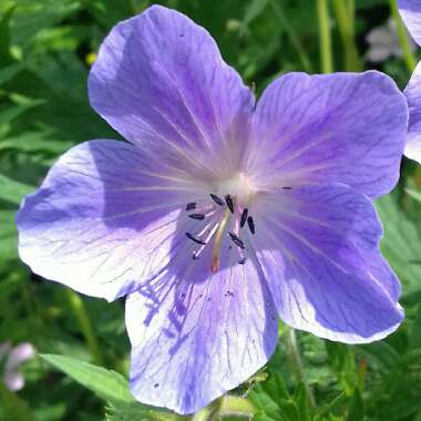 Geranium