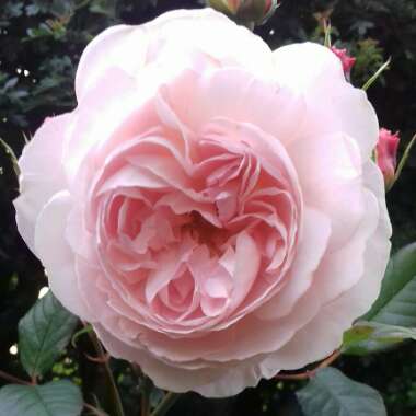 Rosa 'Ausled' syn. Rosa 'A Shropshire Lad'