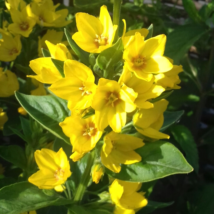 Plant image Lysimachia vulgaris