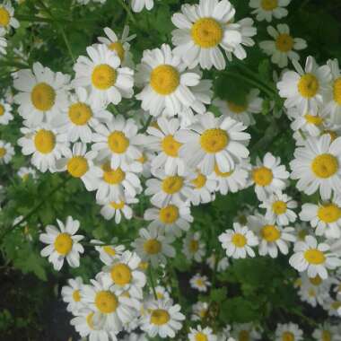 Tanacetum parthenium